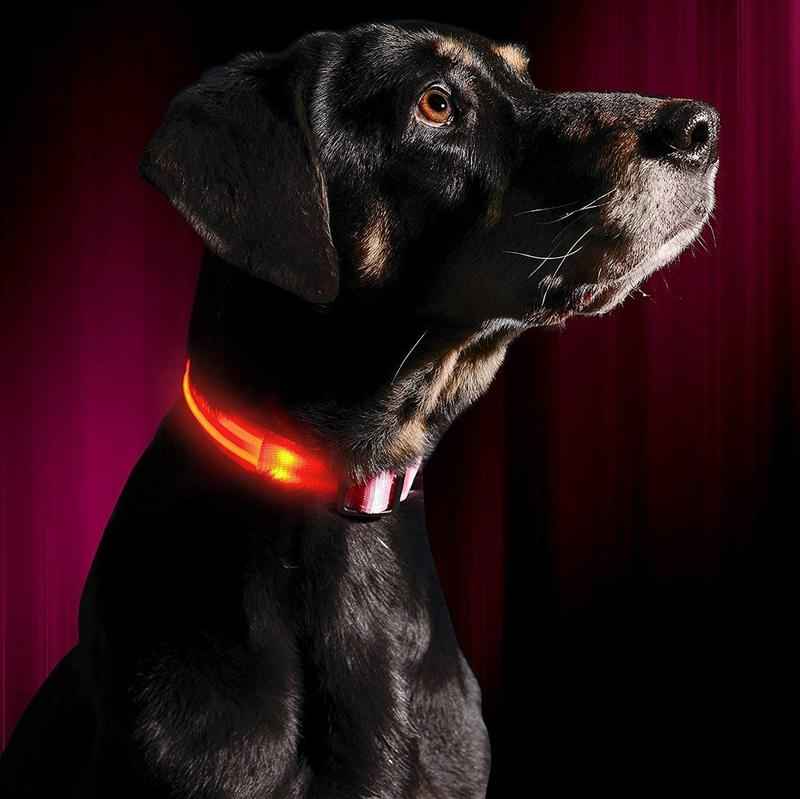 Collar de Seguridad Luminoso para Perros BestGadgetTrends
